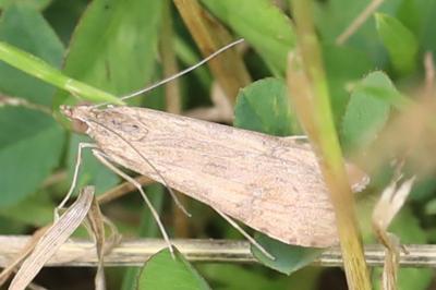 <i>Nomophila noctuella</i>