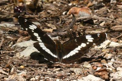 <i>Limenitis camilla</i>