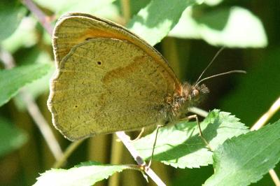 <i>Maniola jurtina</i>