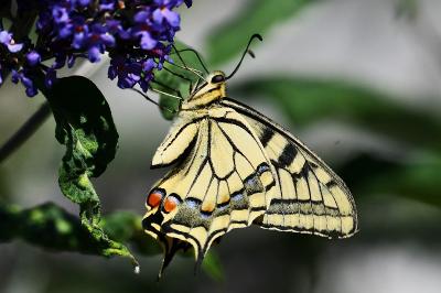 <i>Papilio machaon</i>