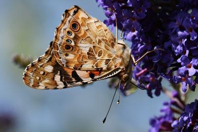 Vanessa cardui