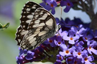 <i>Melanargia galathea</i>