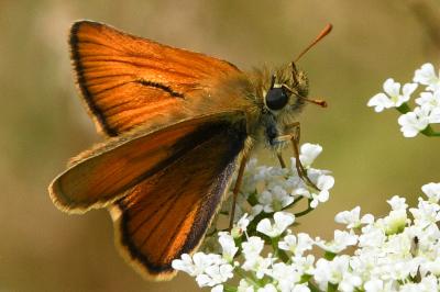 <i>Thymelicus sylvestris</i>