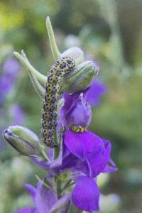 <i>Periphanes delphinii</i>