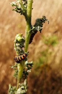 <i>Tyria jacobaeae</i>