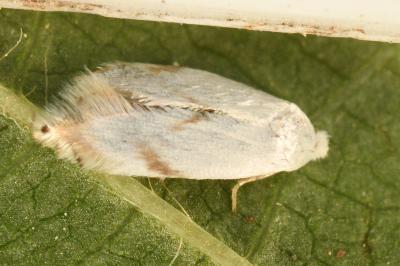 <i>Pseudopostega crepusculella</i>