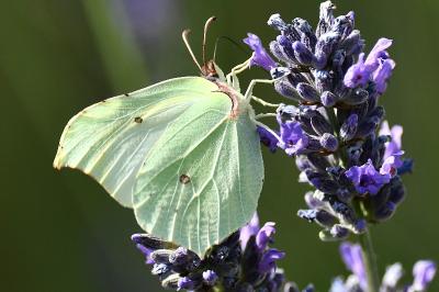 <i>Gonepteryx rhamni</i>
