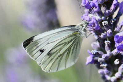 <i>Pieris napi</i>