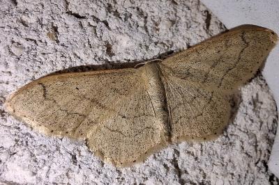 <i>Idaea aversata</i>