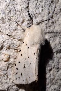 <i>Spilosoma lubricipeda</i>