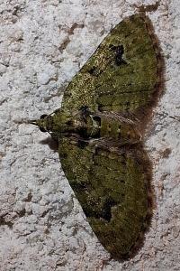 <i>Pasiphila rectangulata</i>