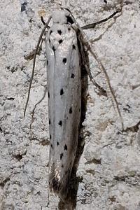 <i>Yponomeuta</i>