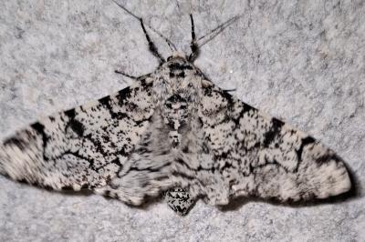 <i>Biston betularia</i>