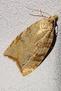 <i>Aleimma loeflingiana</i>