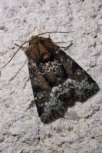 <i>Oligia</i>