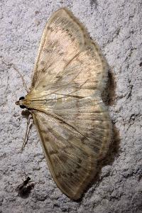 <i>Patania ruralis</i>