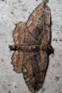<i>Philereme transversata</i>