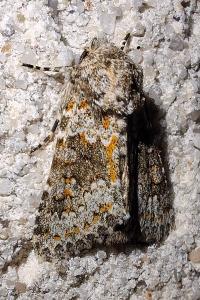 <i>Hecatera dysodea</i>