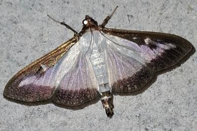 <i>Cydalima perspectalis</i>