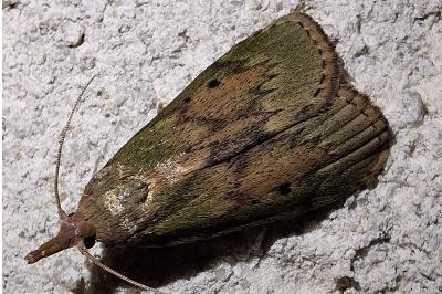<i>Aphomia sociella</i>