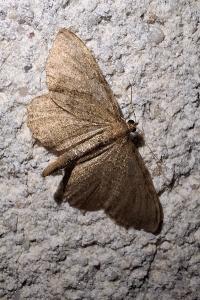 <i>Philereme vetulata</i>