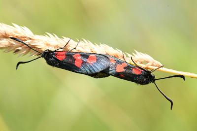 <i>Zygaena trifolii</i>