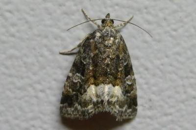 <i>Deltote pygarga</i>