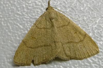 <i>Paracolax tristalis</i>