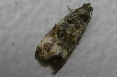 <i>Endothenia</i>