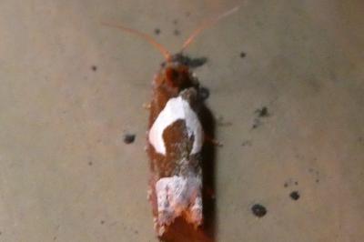 <i>Epiblema foenella</i>
