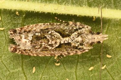 <i>Zeiraphera isertana</i>
