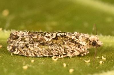 <i>Zeiraphera isertana</i>