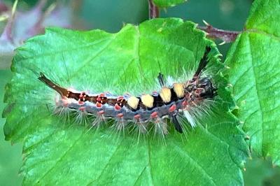 <i>Orgyia antiqua</i>