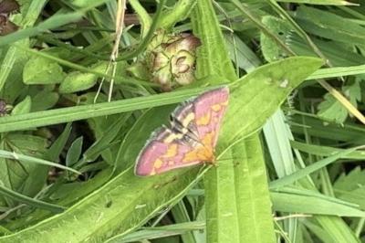 <i>Pyrausta purpuralis</i>