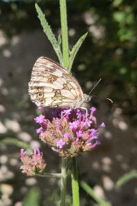 <i>Melanargia galathea</i>
