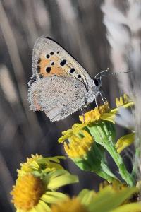 <i>Lycaena phlaeas</i>