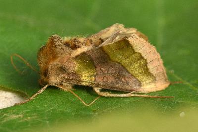 <i>Diachrysia chrysitis</i>