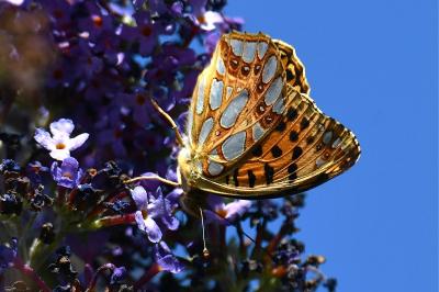 <i>Issoria lathonia</i>