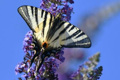 <i>Iphiclides podalirius</i>