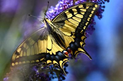 Papilio machaon