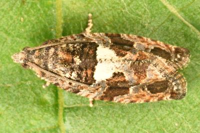 <i>Eudemis profundana</i>