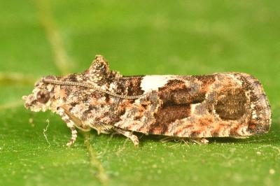 <i>Eudemis profundana</i>