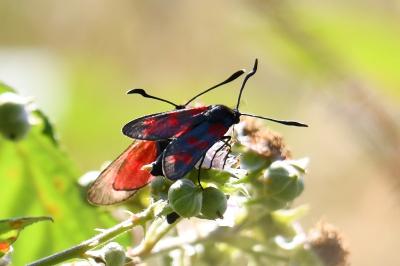 <i>Zygaena filipendulae</i>