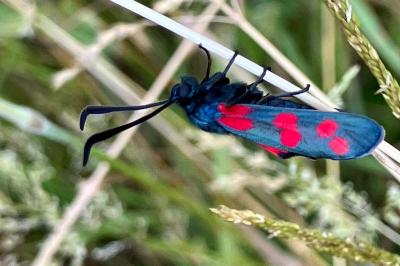 <i>Zygaena filipendulae</i>