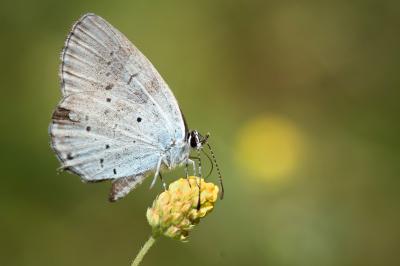 <i>Cupido alcetas</i>