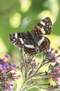 <i>Araschnia levana</i>