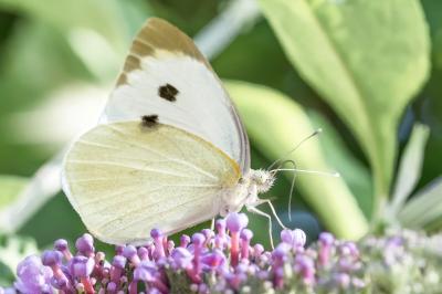 <i>Pieris brassicae</i>