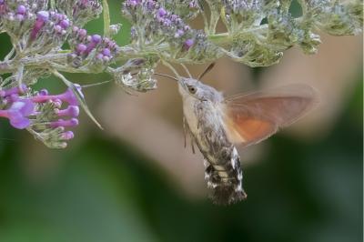 <i>Macroglossum stellatarum</i>
