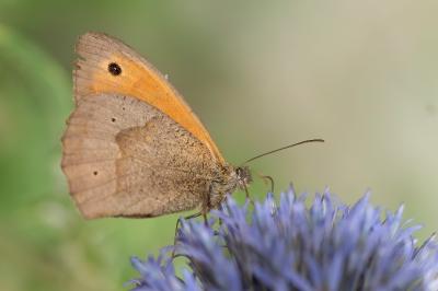 <i>Maniola jurtina</i>