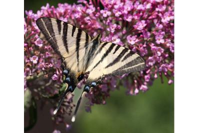 <i>Iphiclides podalirius</i>